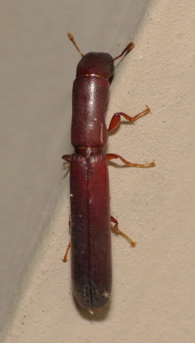 Nematidium filiforme