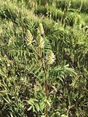 Glycyrrhiza lepidota