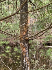 Cronartium ribicola