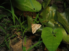 Phalaenophana pyramusalis