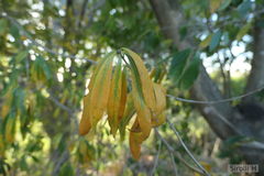 Terminalia australis