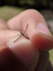 Ochlerotatus
