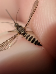 Ochlerotatus