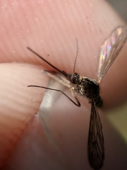 Ochlerotatus