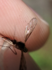 Ochlerotatus