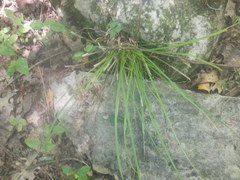 Carex jamesii