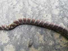 Mastigodryas reticulatus