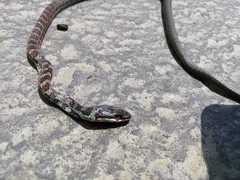 Mastigodryas reticulatus