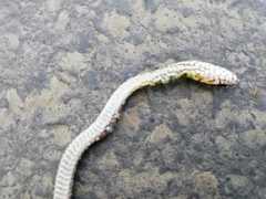 Mastigodryas reticulatus