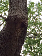 Sciurus carolinensis