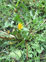 Taraxacum officinale