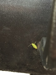 Hemiptera