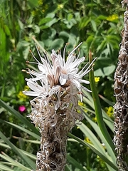 Asphodelus albus