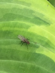 Calyptratae
