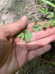 Phyllanthus caroliniensis