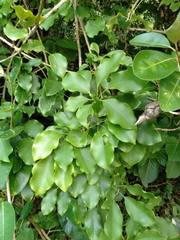 Heptapleurum heptaphyllum