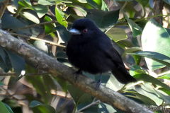Knipolegus cyanirostris