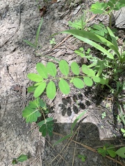 Phyllanthus caroliniensis