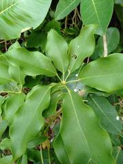 Heptapleurum heptaphyllum