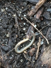 Diplopoda