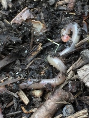 Oligochaeta