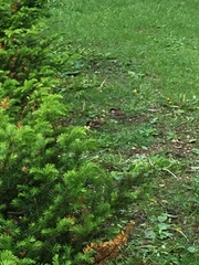 Passer domesticus