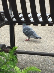Columba livia domestica