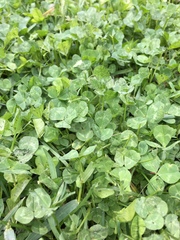 Trifolium repens
