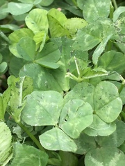 Trifolium repens