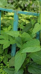 Scrophularia chlorantha