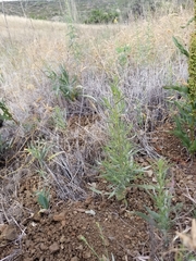 Cordylanthus pilosus