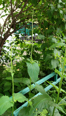 Scrophularia chlorantha