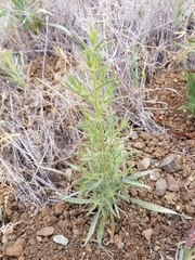 Cordylanthus pilosus