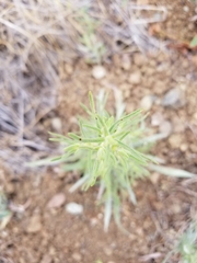 Cordylanthus pilosus