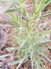 Cordylanthus pilosus