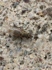 Calyptratae