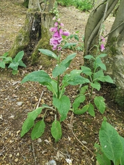 Digitalis purpurea