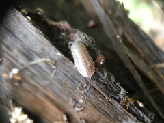 Trachelipus rathkii
