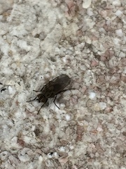 Calyptratae