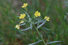 Lithospermum incisum
