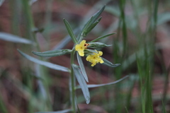 Lithospermum incisum