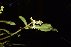 Saurauia isoxanthotricha