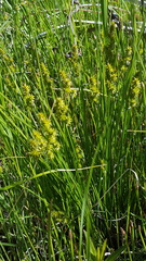 Carex echinata echinata