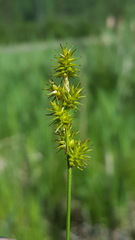 Carex echinata echinata