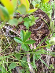 Potentilla aurea