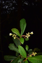 Saurauia isoxanthotricha