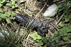 Mastigoproctus