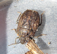 Podopini