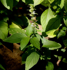 Phaulopsis imbricata