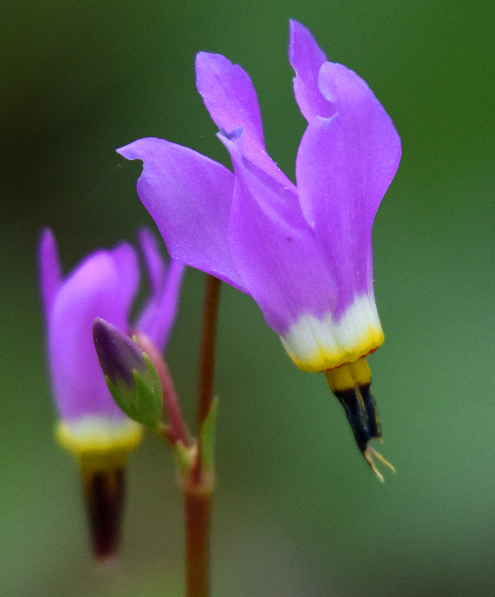 Primula pauciflora